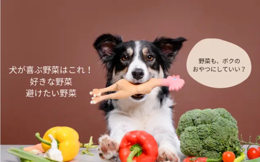野菜を前におもちゃをくわえた犬。好きな野菜と避けたい野菜の違いを伝えるトップ画像。
