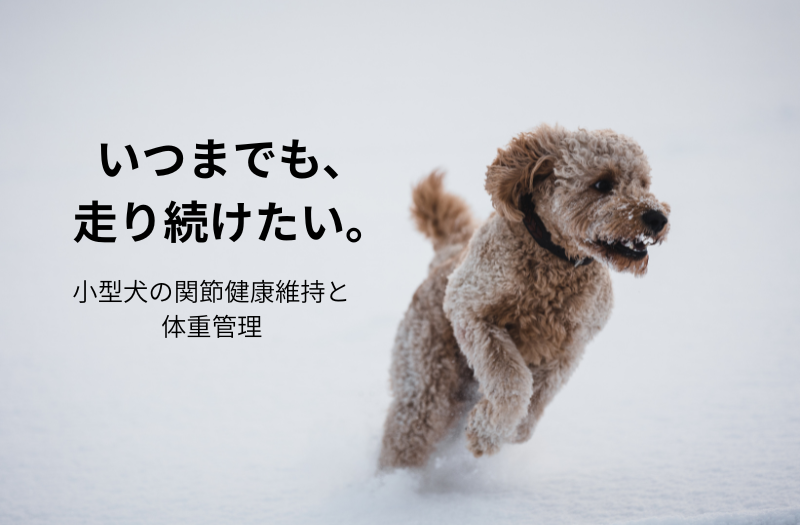 雪の中を走るトイプードルの写真。小型犬の関節の健康維持と体重管理に配慮したドッグフード選びのイメージ。