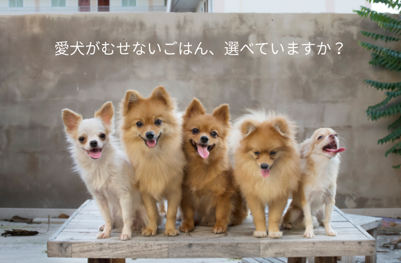むせやすい犬のために飲み込みやすいフードを選ぶヨークシャーテリアの写真