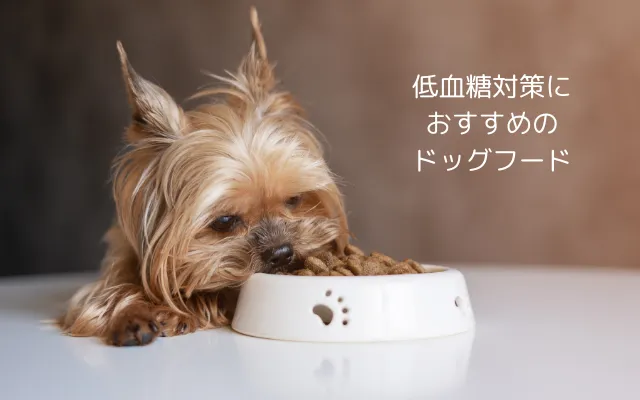 低血糖対策として用意されたドッグフードを食べる小型犬