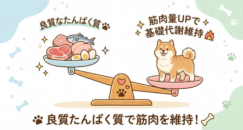 良質な動物性たんぱく質で筋肉を維持し、基礎代謝を保って太りにくい体を目指すイメージ図