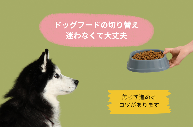 ドッグフードを差し出されている犬の様子