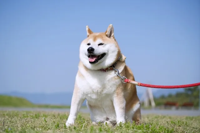 青空の下でリードにつながれ、笑顔で座る柴犬。お腹の弱い犬に合う消化しやすいドッグフード選びをイメージさせる写真