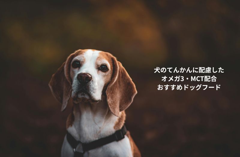 犬のてんかんに配慮したオメガ3・MCT配合ドッグフードを紹介する記事用のビーグルの写真