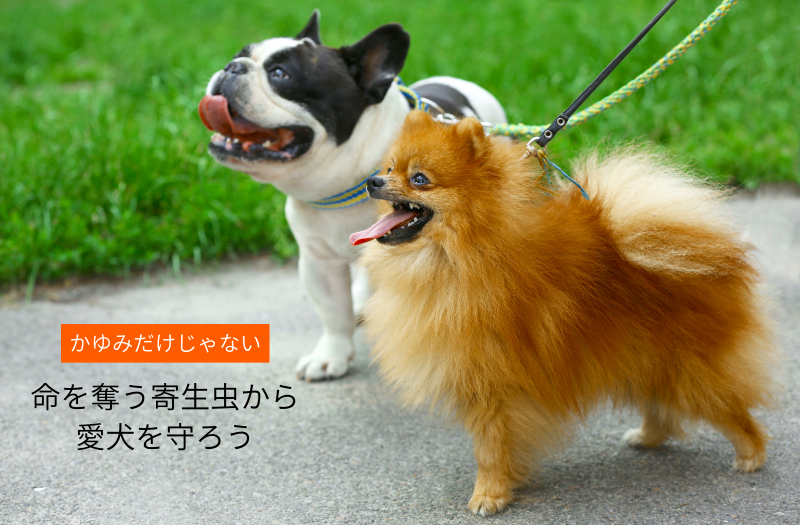 フレンチブルドッグとポメラニアンが散歩中。命を奪う寄生虫から愛犬を守ろうと呼びかけるノミ・マダニ対策啓発画像
