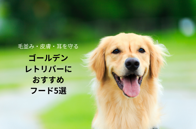 美しい毛並みと健康を守るゴールデンレトリバー専用おすすめドッグフード