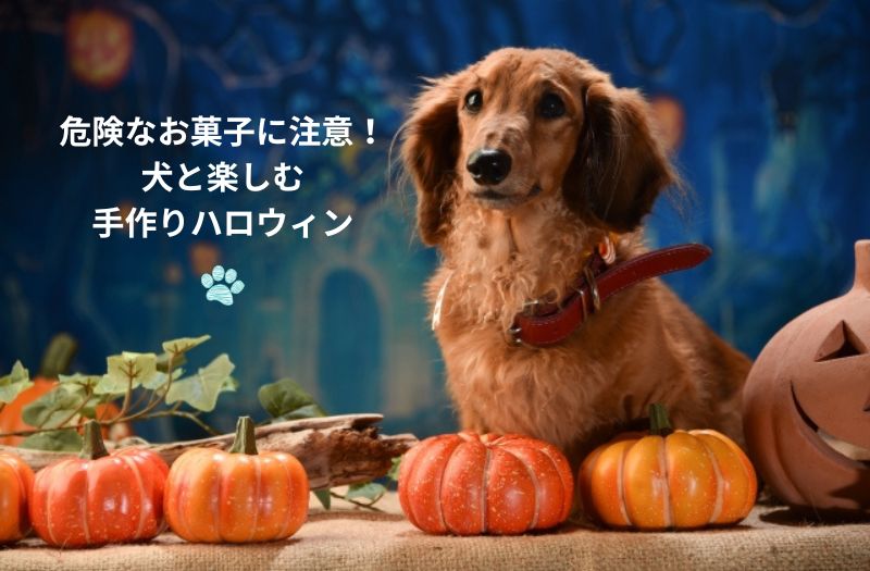 ハロウィンの飾りとかぼちゃに囲まれた犬が座っている様子。危険なお菓子に注意しながら、犬と一緒に手作りおやつでハロウィンを楽しむイメージ。