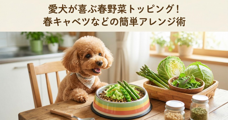 アスパラガスや春キャベツをトッピングしたドッグフードのボウルの前で笑顔を見せるトイプードルと、明るいキッチンの食卓。上部に「愛犬が喜ぶ春野菜トッピング！春キャベツなどの簡単アレンジ術」のテキスト。