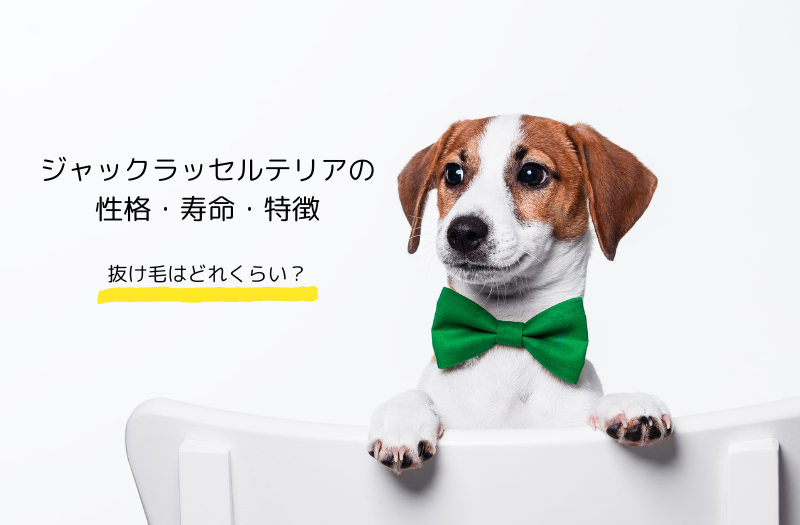 緑の蝶ネクタイをつけたジャックラッセルテリアと「性格・寿命・特徴」の文字入り画像