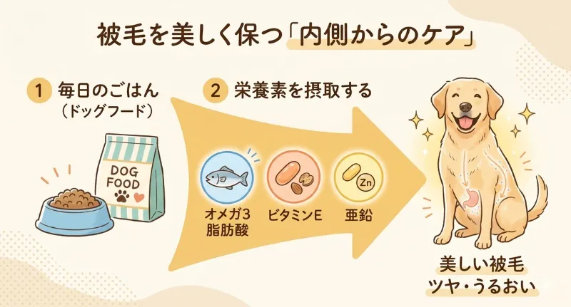 ラブラドールレトリバーの美しい被毛を保つ「内側からのケア」の図解。毎日のドッグフードからオメガ3脂肪酸、ビタミンE、亜鉛などの栄養素を摂取し、被毛のツヤとうるおいを保つ流れを表現したイラスト。