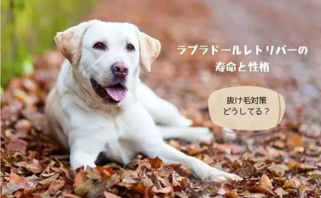 落ち葉の上に伏せるラブラドールレトリバー｜抜け毛や寿命が気になる飼い主さんにおすすめの情報を紹介