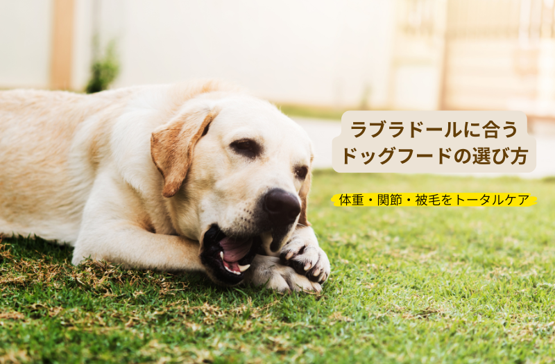 芝生の上で元気に過ごすラブラドールレトリバーの成犬。毎日のドッグフードによる体重や関節のケアが大切です。