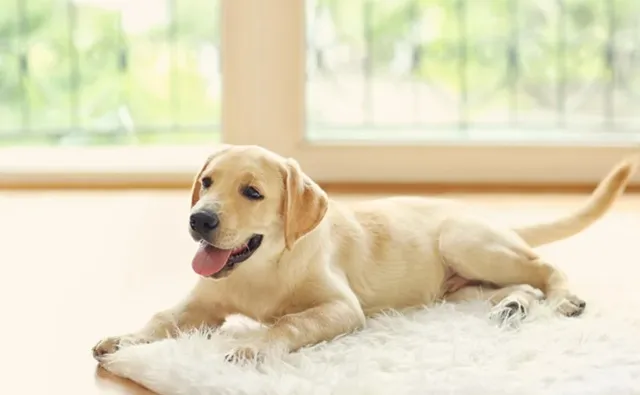 ラブラドールレトリバーの子犬と食事における注意点のイメージ