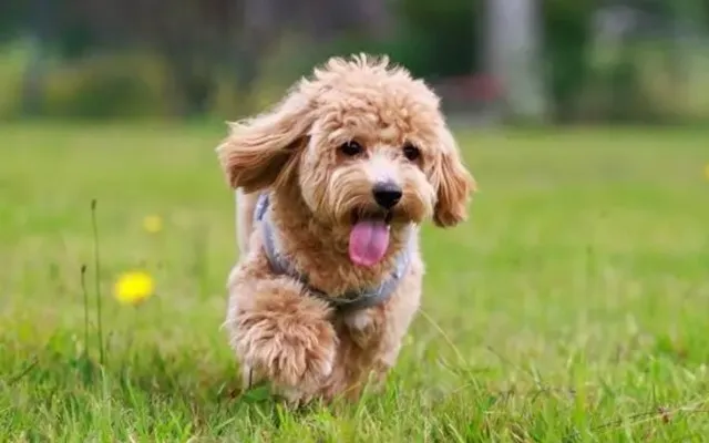 芝生の上を元気に走るマルプー｜ぬいぐるみのような可愛らしさが魅力の人気犬種