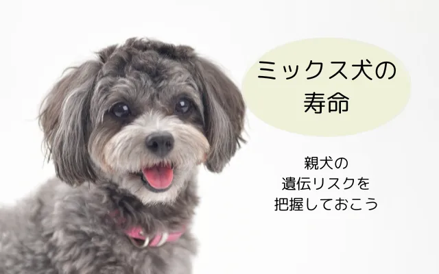 笑顔で舌を出しているマルチーズとプードルのミックス犬（マルプー）