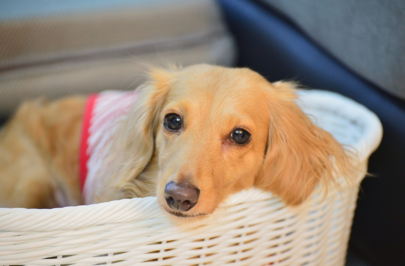 白いかごの中からリラックスした表情で見つめるミニチュアダックスフンド