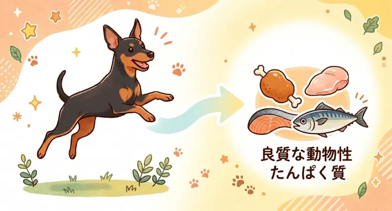 元気に走るミニチュアピンシャーと、消化吸収の良い動物性たんぱく質(鶏肉、魚、生肉)のイラスト