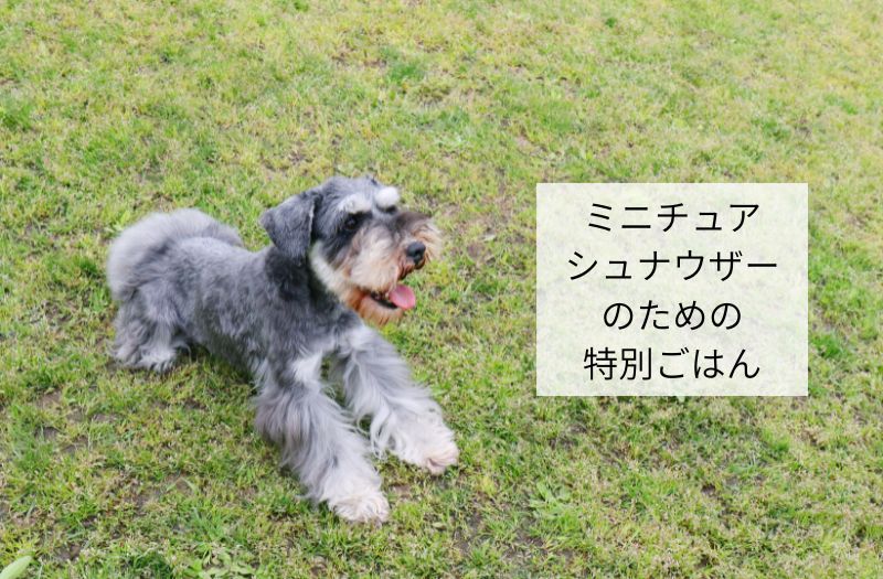 芝生の上で元気に横たわるミニチュアシュナウザー