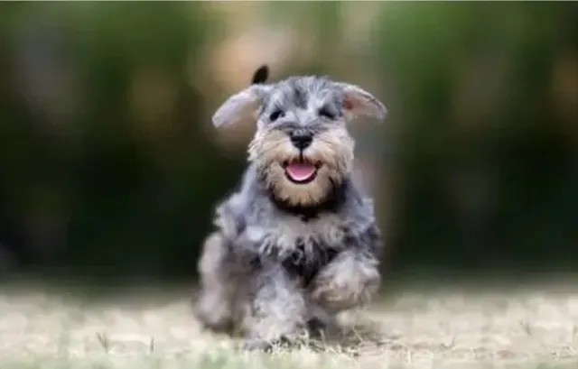 走るミニチュアシュナウザーの子犬｜元気いっぱいでかわいい姿が魅力