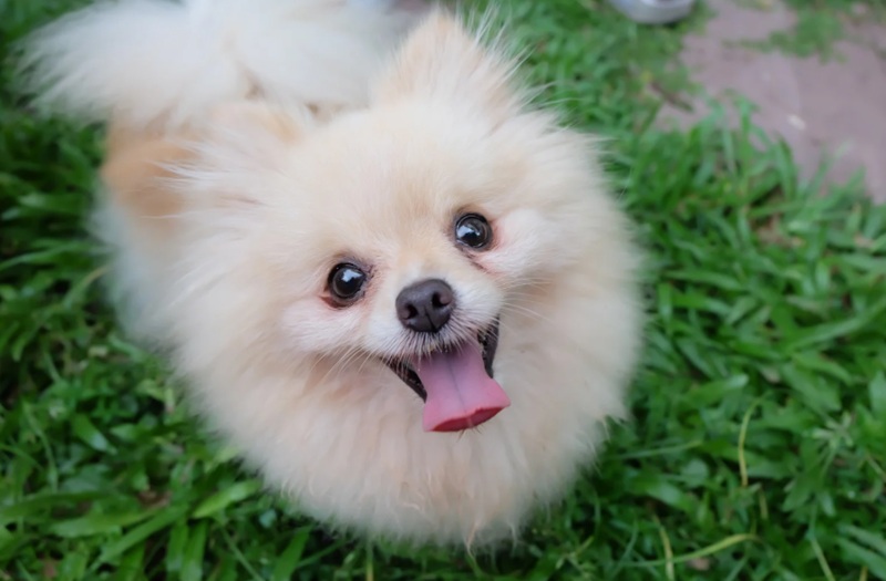 芝生の上で笑顔で見上げるポメラニアン。ミシュワン小型犬用で愛犬の健康な毎日をサポートするイメージ