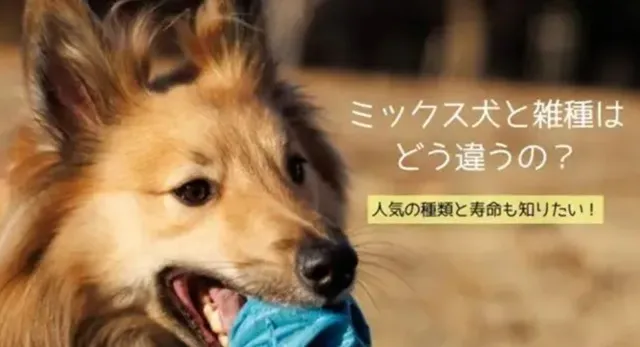 ボールをくわえたミックス犬の顔アップ｜雑種との違いを解説する記事のトップ画像