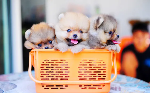ナチュロルが向いている小型犬の例｜健康志向のポメラニアンの子犬たち