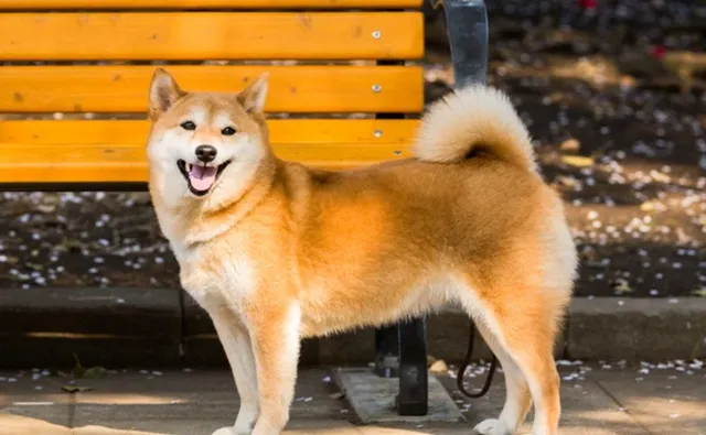 明るい表情で公園に立つ柴犬。去勢後の穏やかな変化を感じさせる一枚。