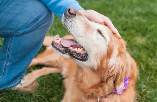 寿命が近づいた老犬を優しく撫でる飼い主の手と、穏やかな表情の犬