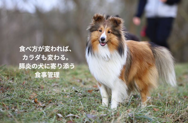 ポメラニアンを含む膵炎の犬の食事管理をイメージしたシェルティの写真
