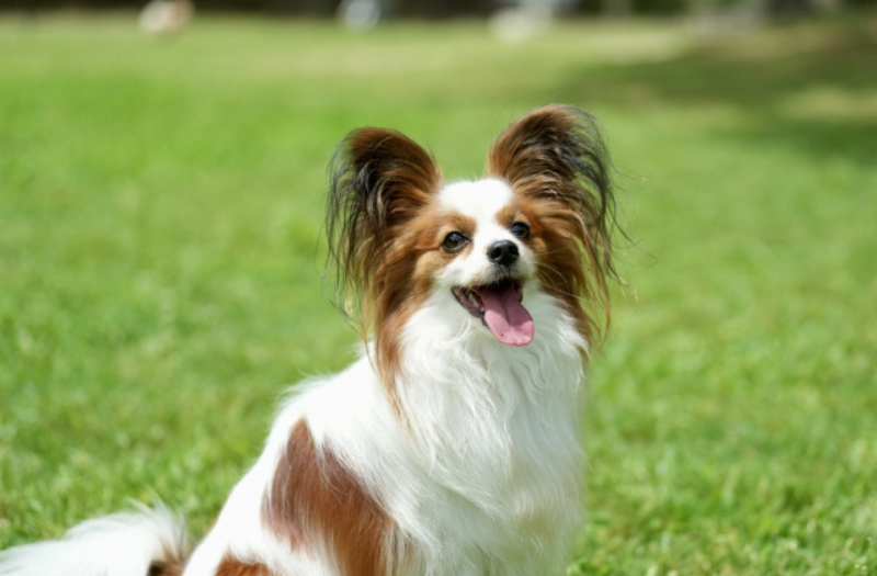 芝生の上で笑顔を見せる、大きくて飾り毛のある耳が特徴的なパピヨン