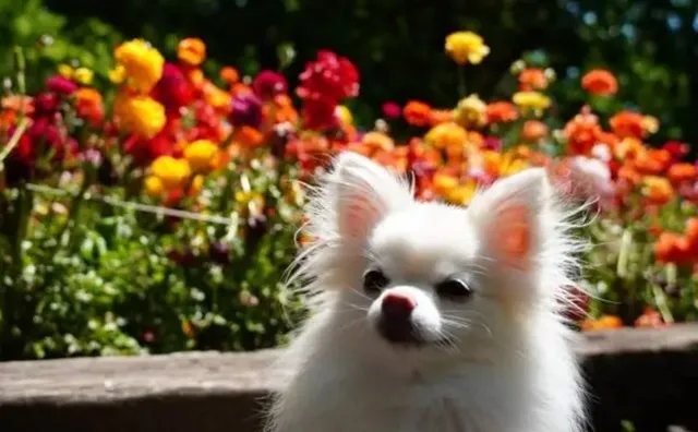花壇の前でこちらを見るポメチワ｜チワワとポメラニアンの魅力を併せ持つ小型犬