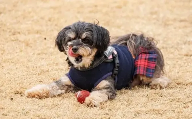 芝生の上でボール遊びを楽しむポメプー｜元気で明るい性格が魅力のミックス犬