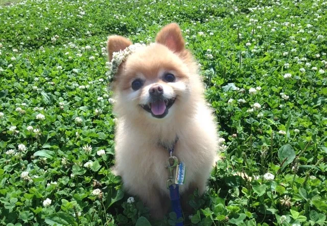 クローバー畑で笑顔を見せるポメラニアン｜関節や涙やけに注意が必要な犬種