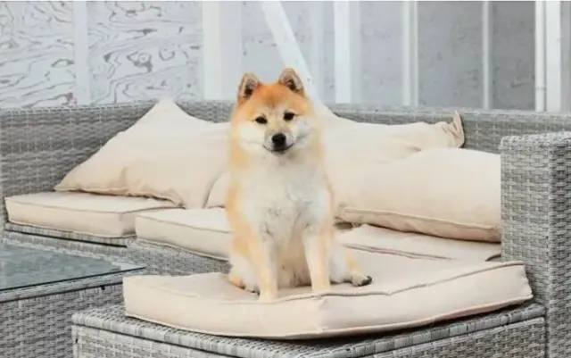 ソファの上に座るポメ柴｜柴犬とポメラニアンの魅力を併せ持つ落ち着いた印象のミックス犬