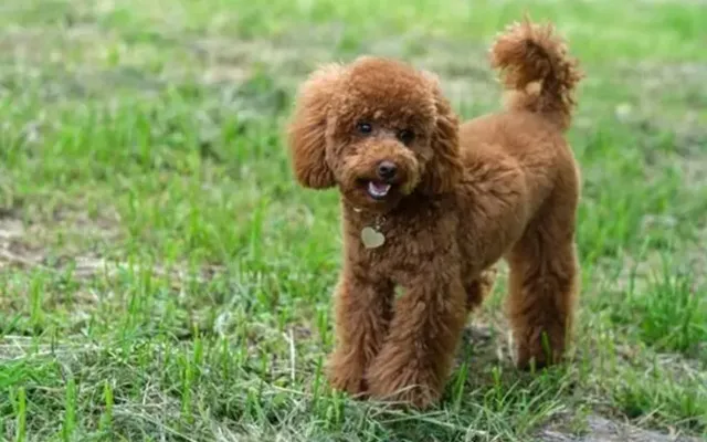 こちらを見つめるプードル。膝蓋骨脱臼の治療が必要な犬種のひとつ。