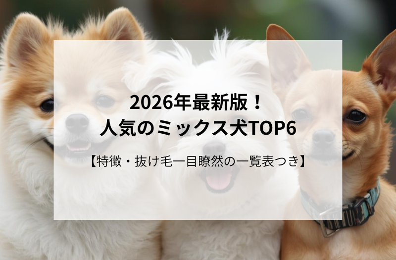 2026年最新版！人気ミックス犬種類TOP6｜可愛さ満点の性格と外見
