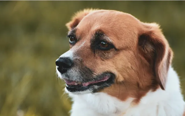 茶白の毛色をした人気のミックス犬が横を向いている様子