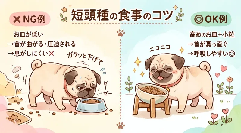 短頭種（パグ）の食事のコツ。低いお皿で呼吸がしにくいNG例と、高めのお皿と小粒フードで呼吸しやすいOK例の比較図解
