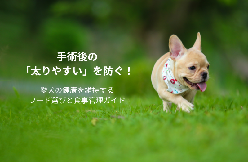 芝生の上をバンダナを巻いたフレンチ・ブルドッグの子犬が元気に走っている写真。左側の大きな空きスペースには、キャッチコピー『手術後の「太りやすい」を防ぐ！』とサブキャッチコピー『愛犬の健康を維持する、フード選びと食事管理ガイド。』が入る。