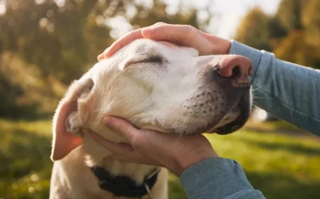 シニア犬の頭をやさしくなでる飼い主の手