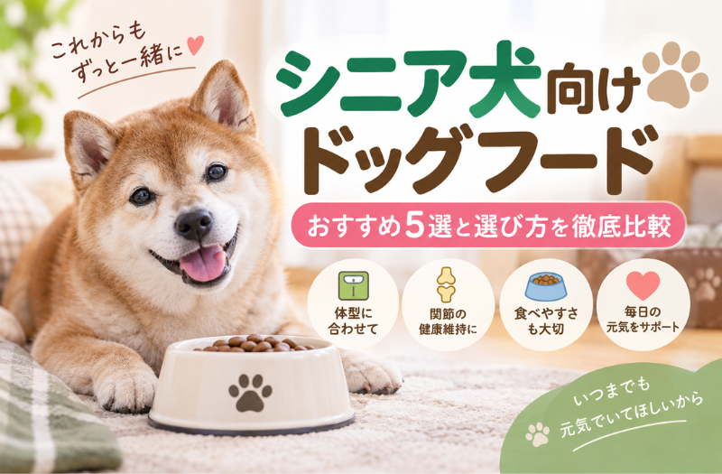 シニア犬向けドッグフードのおすすめ5選と選び方を紹介する老犬の柴犬のアイキャッチ画像