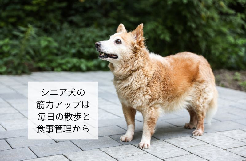 散歩中に立ち姿を見せるシニア犬の様子