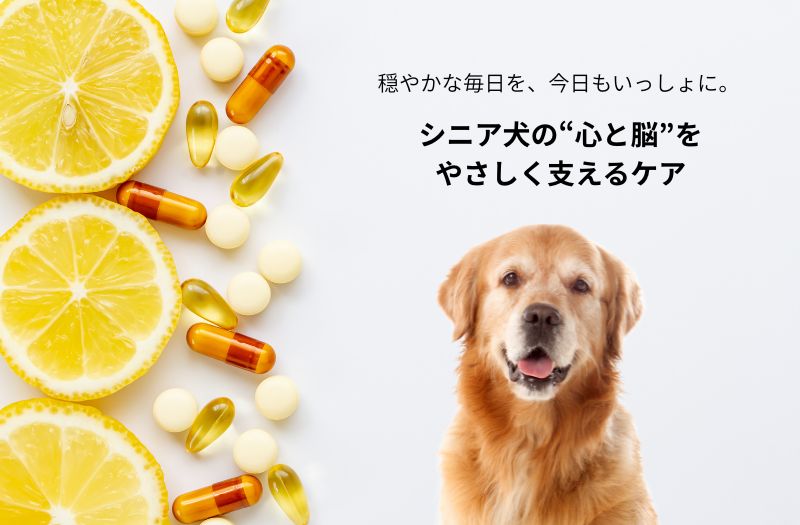 シニア犬とサプリメントのイメージ。心と脳をサポートする認知症ケアをイメージした写真
