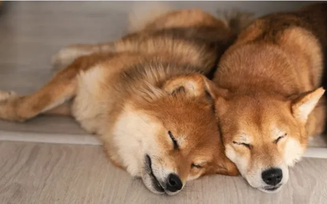 並んで眠る2匹の柴犬。健康な体づくりにはフード選びが重要です。