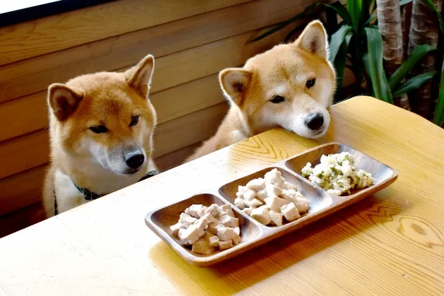 テーブルの上の手作りおやつを見つめる2匹の柴犬。健康に配慮したおやつ選びのイメージ。