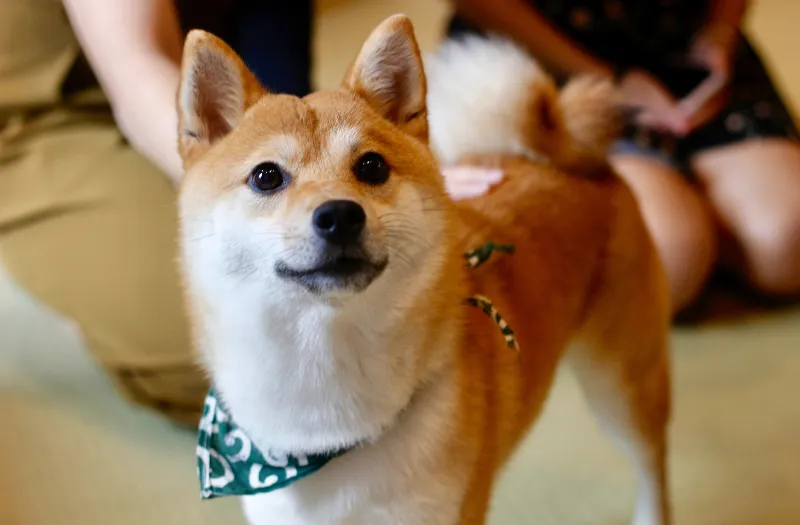 柴犬