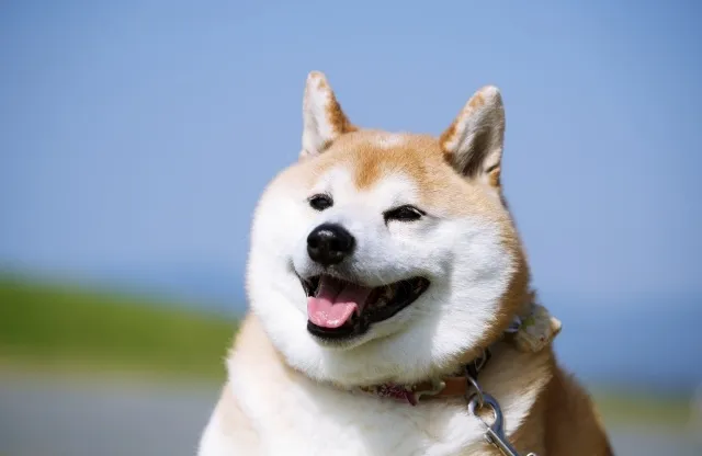 穏やかな表情を見せるシニア期の柴犬のアップ写真。健康を維持するために適切な食事選びが大切。