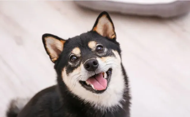 笑顔の黒柴が見上げる様子｜健康的なドッグフードで元気な毎日を過ごす愛犬のイメージ