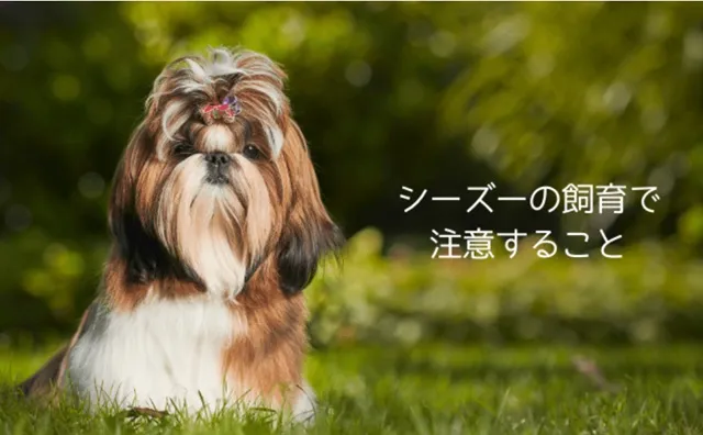【保存版】シーズーにぴったりのドッグフード4選｜涙やけ・皮膚・関節の悩みに対応