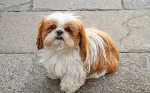 シーズーの特徴的な見た目をした犬（白と茶色の長毛）
